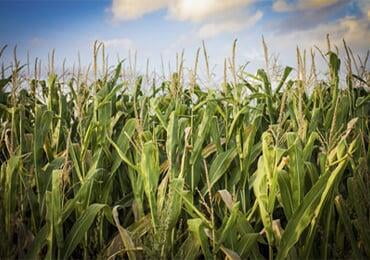 European Market, Cellulose Fiber Industry Overview